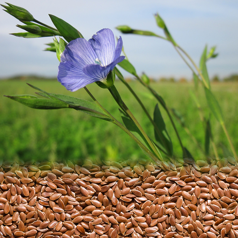 Hongji Agriculture